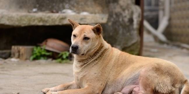 揭秘最新相狗术，探索犬类个性与品种奥秘