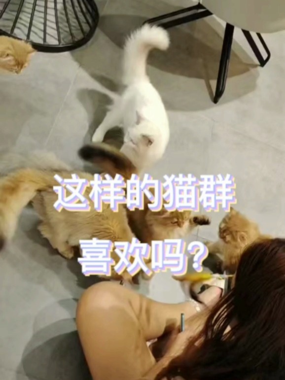 最新集喵群，高科技产品重塑生活体验的新纪元